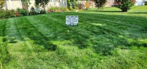 best lawn care Suffolk County