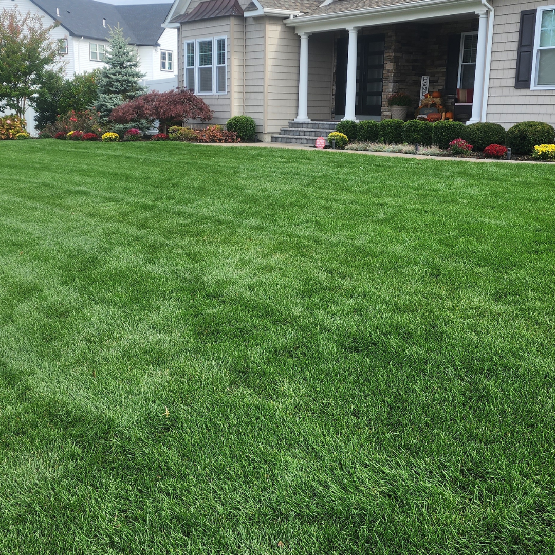 Making Solid Grown Lawn Care