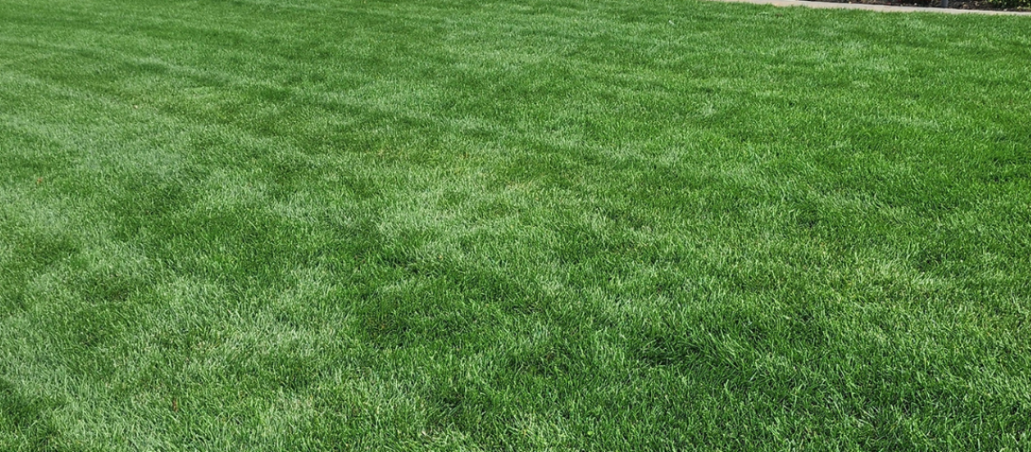 Making Solid Grown Lawn Care