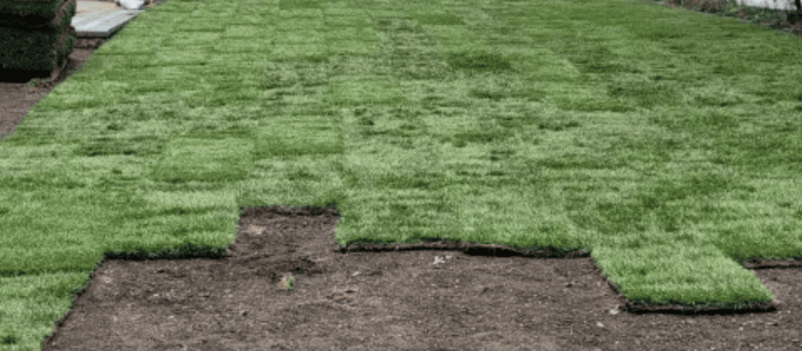 MSG GIF (Square Format)