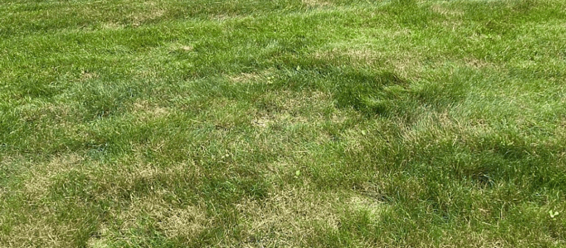 [NEW) MSG Social Posts