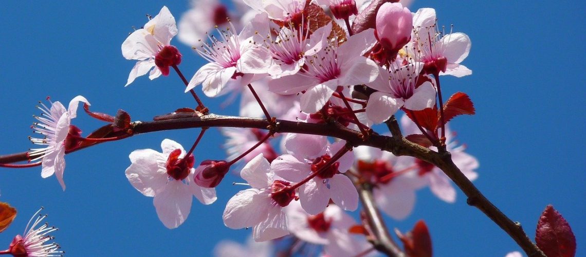 best trees to plant Long Island