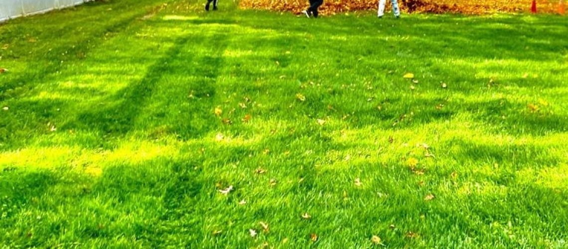 leaf removal yard clean up